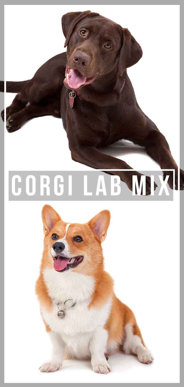 corgi lab puppies