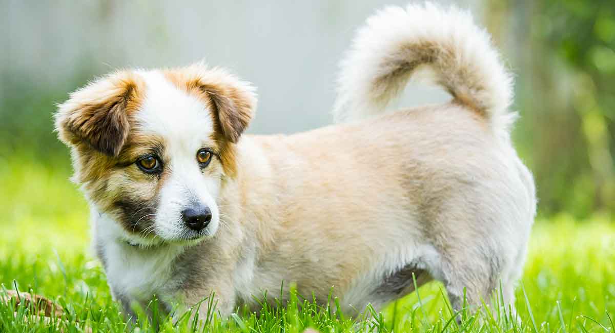 corgi mix puppies