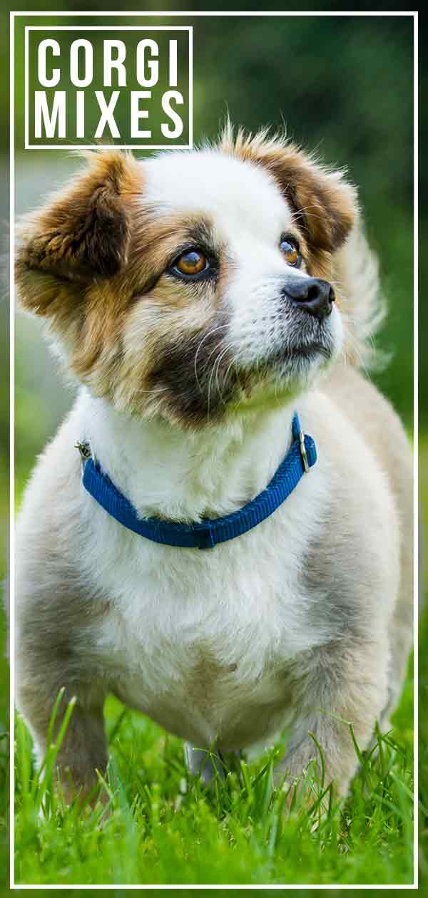 Corgi Mixes