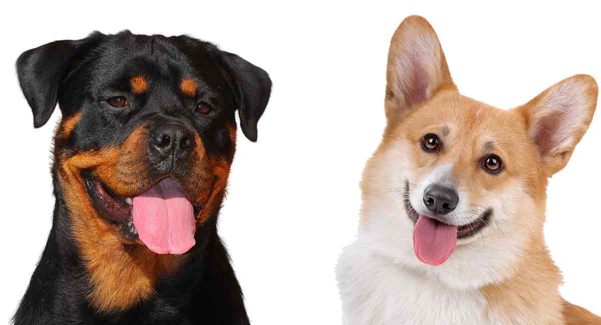 Corgi Rottweiler Mix Would This Rare Crossbreed Be Right For You