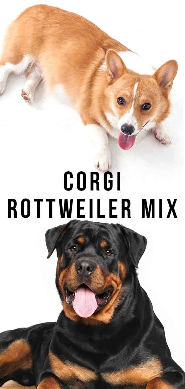 Corgi Rottweiler Mix - Would This Rare Crossbreed Be Right For You?