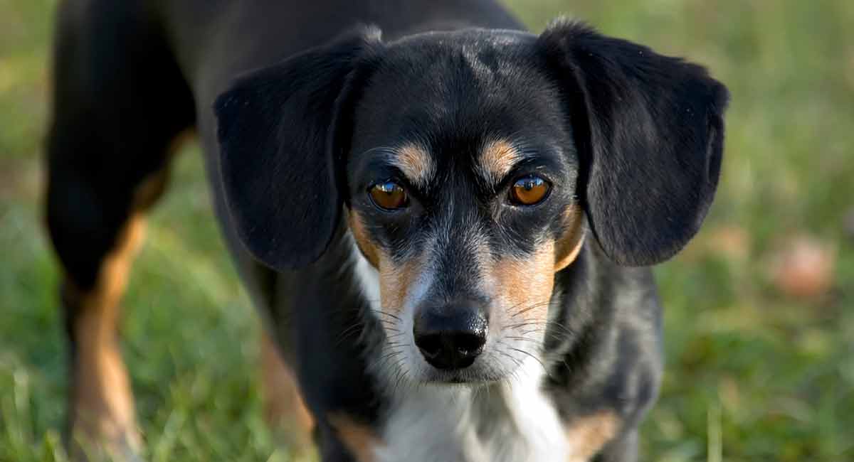 dachshund mixen