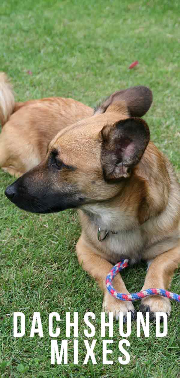 Mezclas de perros salchicha