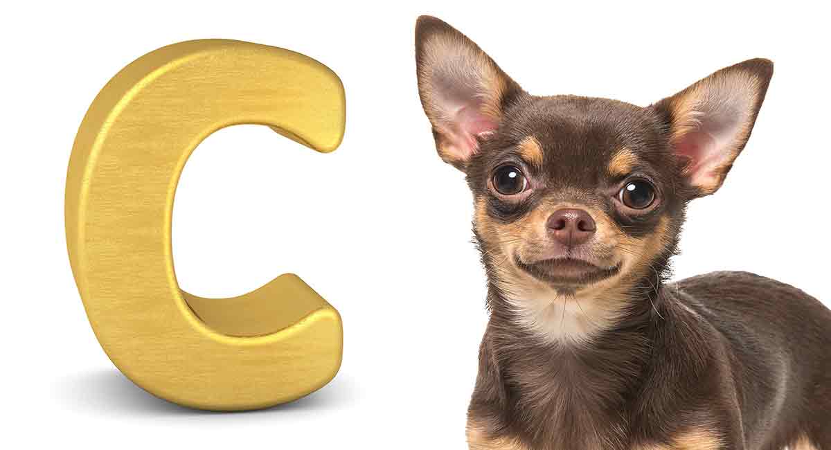 Dog Breed Names That Start With C