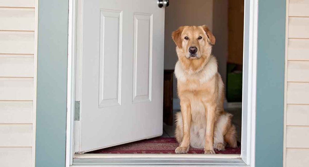 extra large electronic dog door