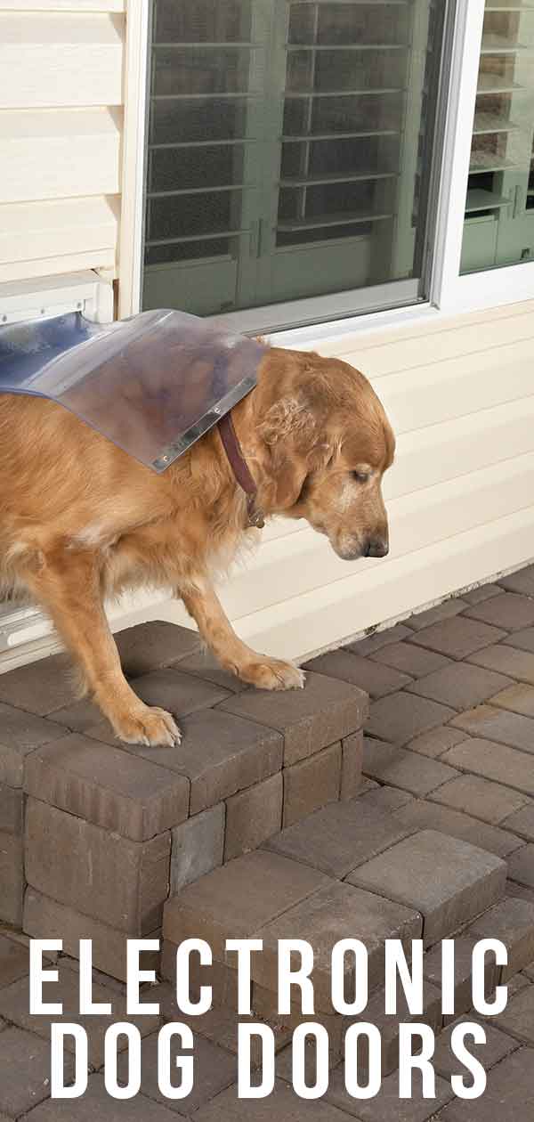 Check Out The Best Electronic Dog Door Options Right Here