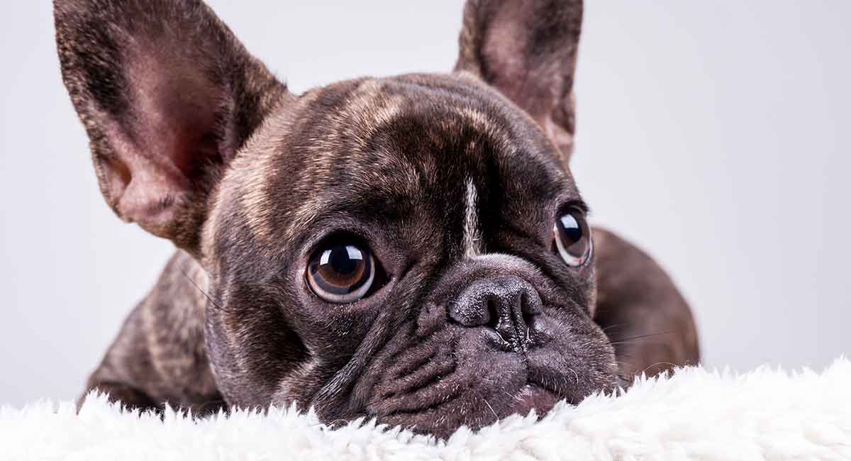 are french bulldogs good first pets