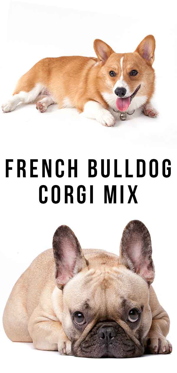 Top French Bulldog Corgi in the world The ultimate guide 