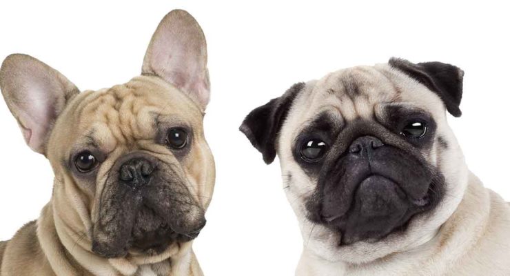 French Bulldog Pug Mix: Is This the Right Cross for You?