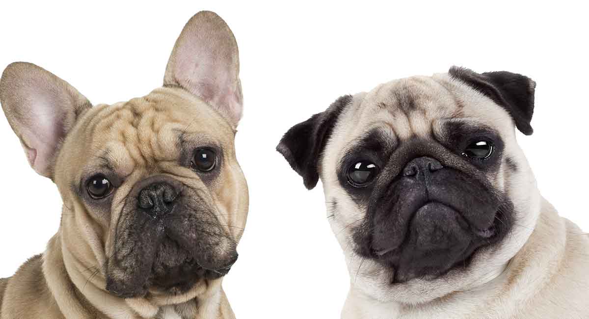 are pugs or french bulldogs healthier