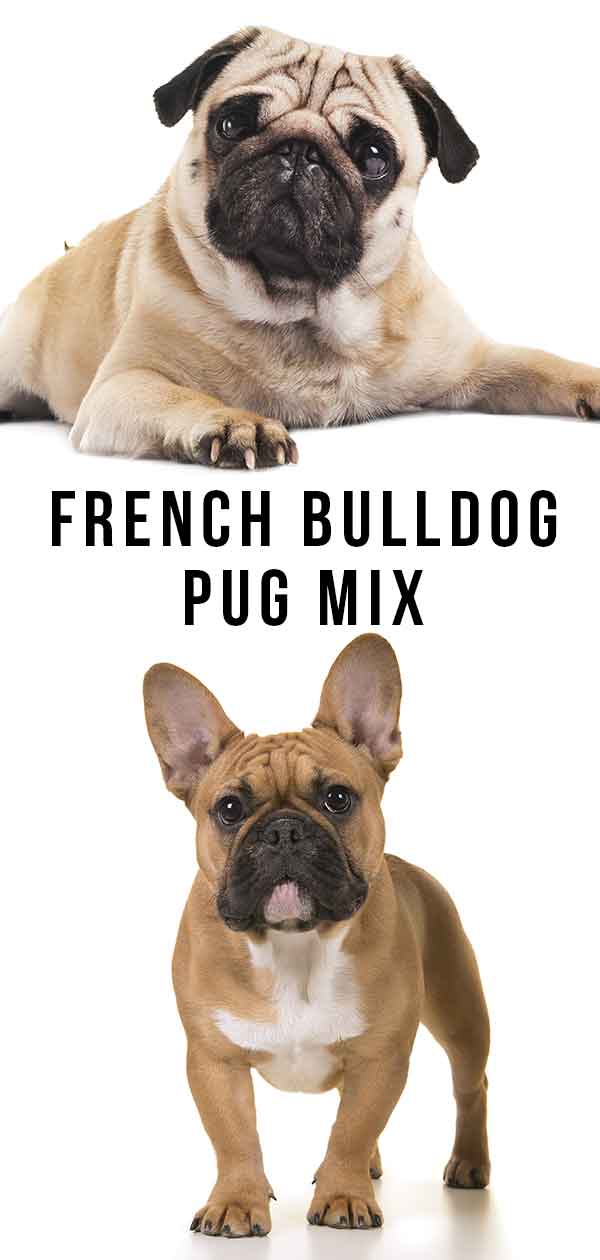 Französische Bulldogge-Mops-Mix