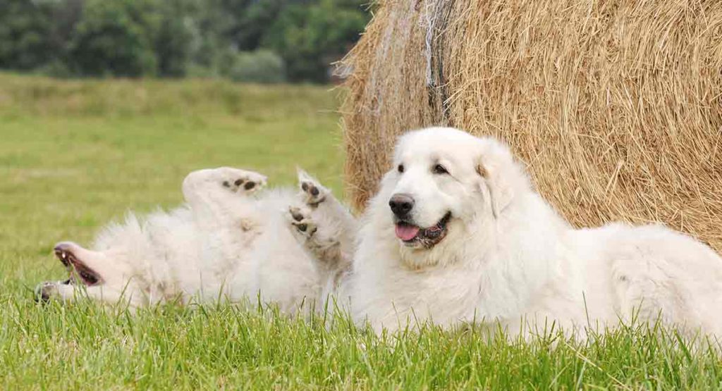 Great Pyrenees Names - Great Names For Your New Great Friend