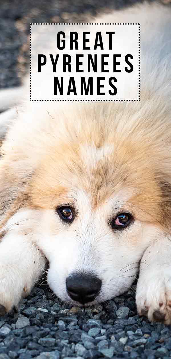 Great Pyrenees Names - Great Names For Your New Great Friend