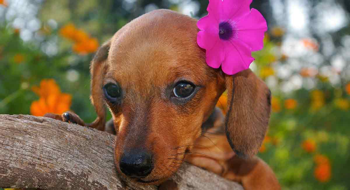 Hawaiian Dog Names Find The Perfect One For Your Pup