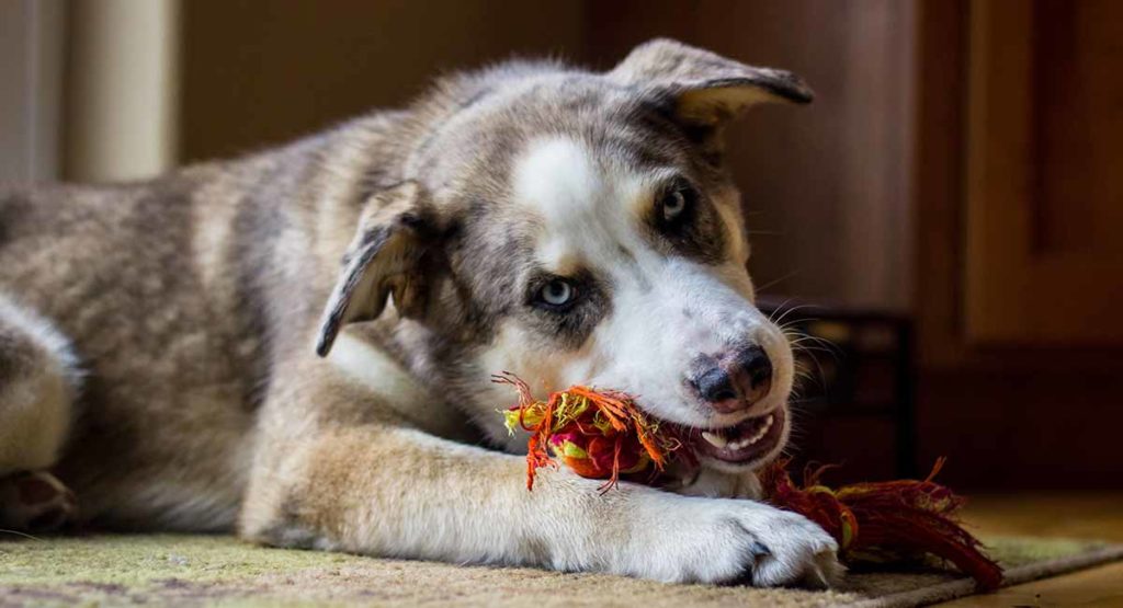 husky mixes