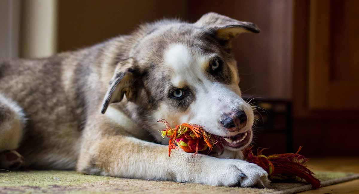 Cute Gerberian Shepsky Golden Retriever Mixed With Husky