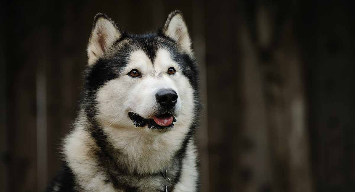 Malamute Names: What's the Best Name 