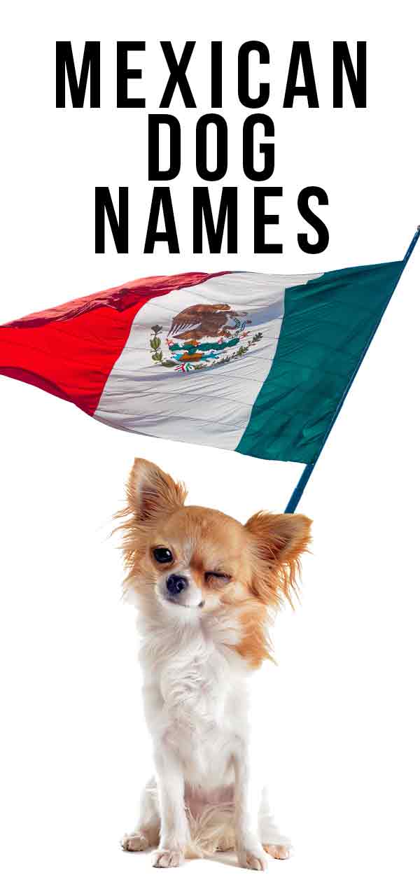 mexican-dog-names-find-the-best-one-for-your-pup