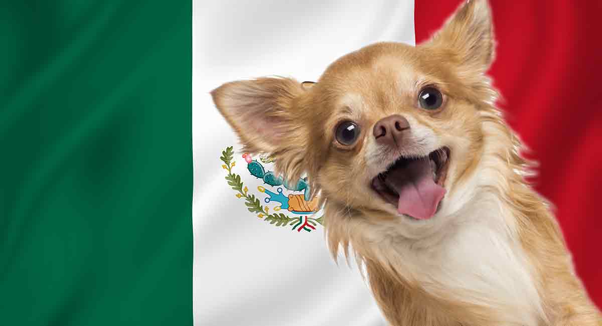 tiny mexican dog