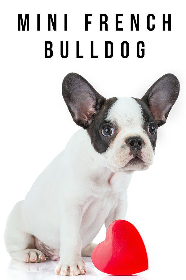 The Teacup French Bulldog Everything You Need To Know About KeepingDog