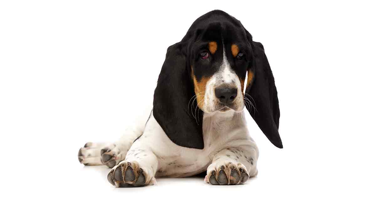 how much do female basset hounds weigh