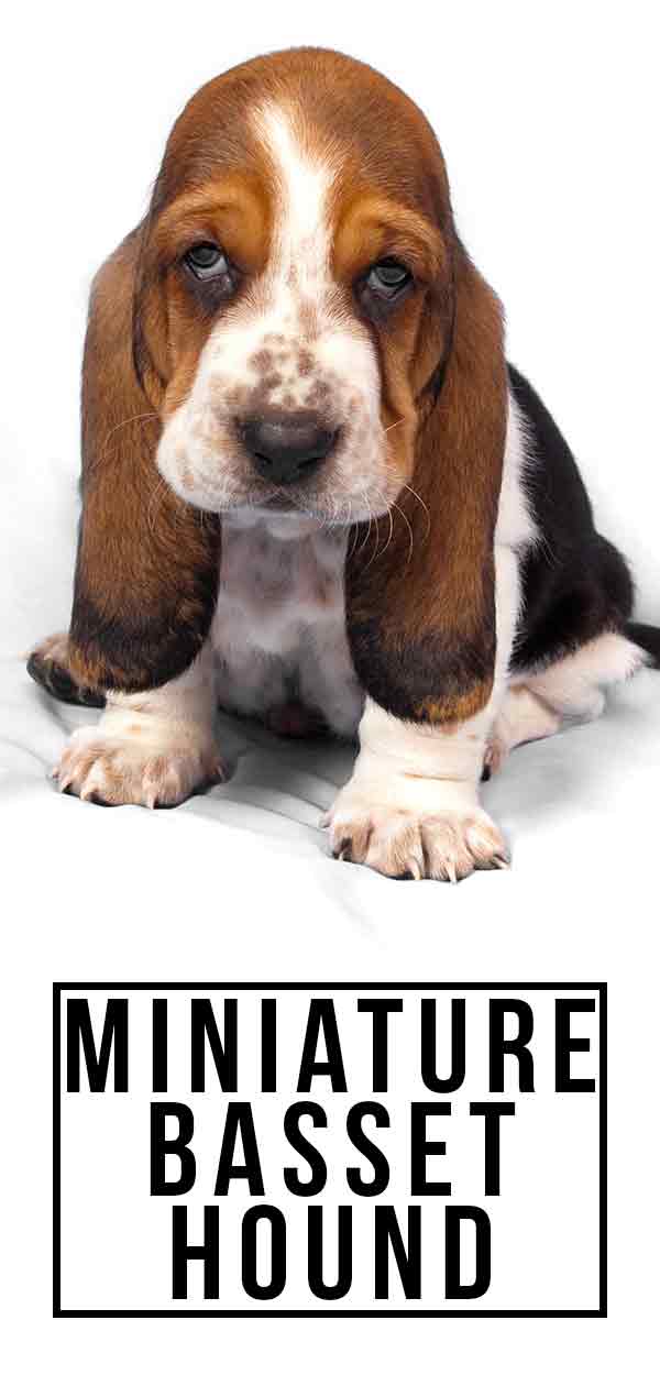 is there a miniature basset hound breed