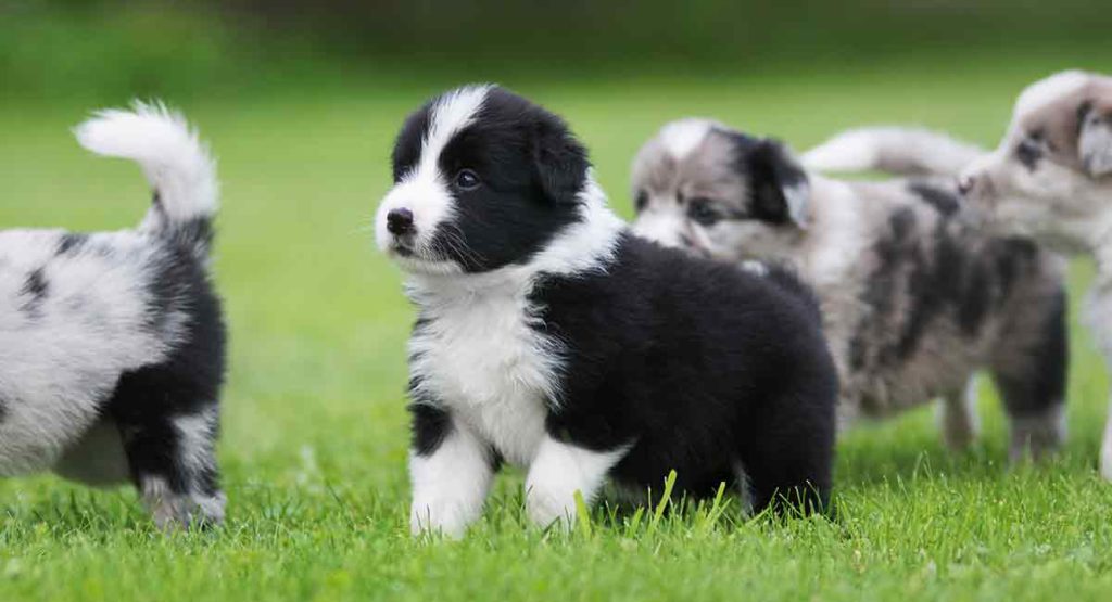 border collies are dogs with pointy ears, but as puppies they lie flat