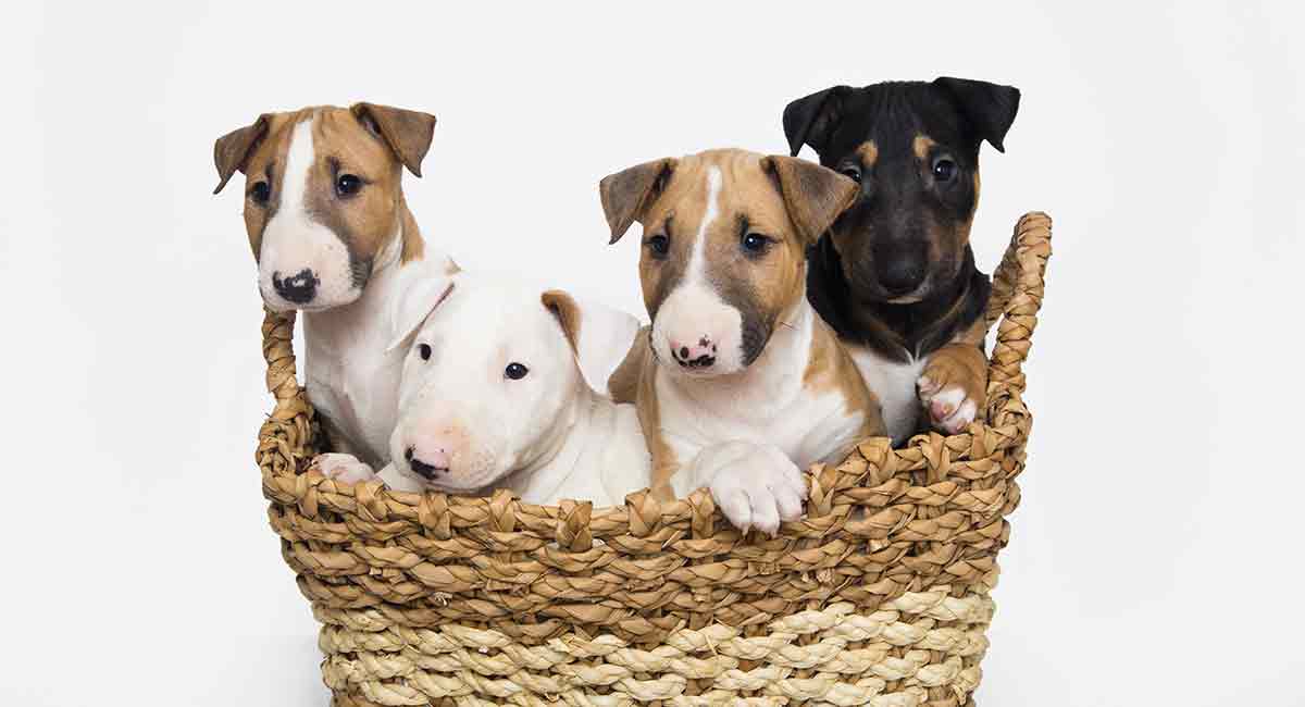 mini bull terrier puppies