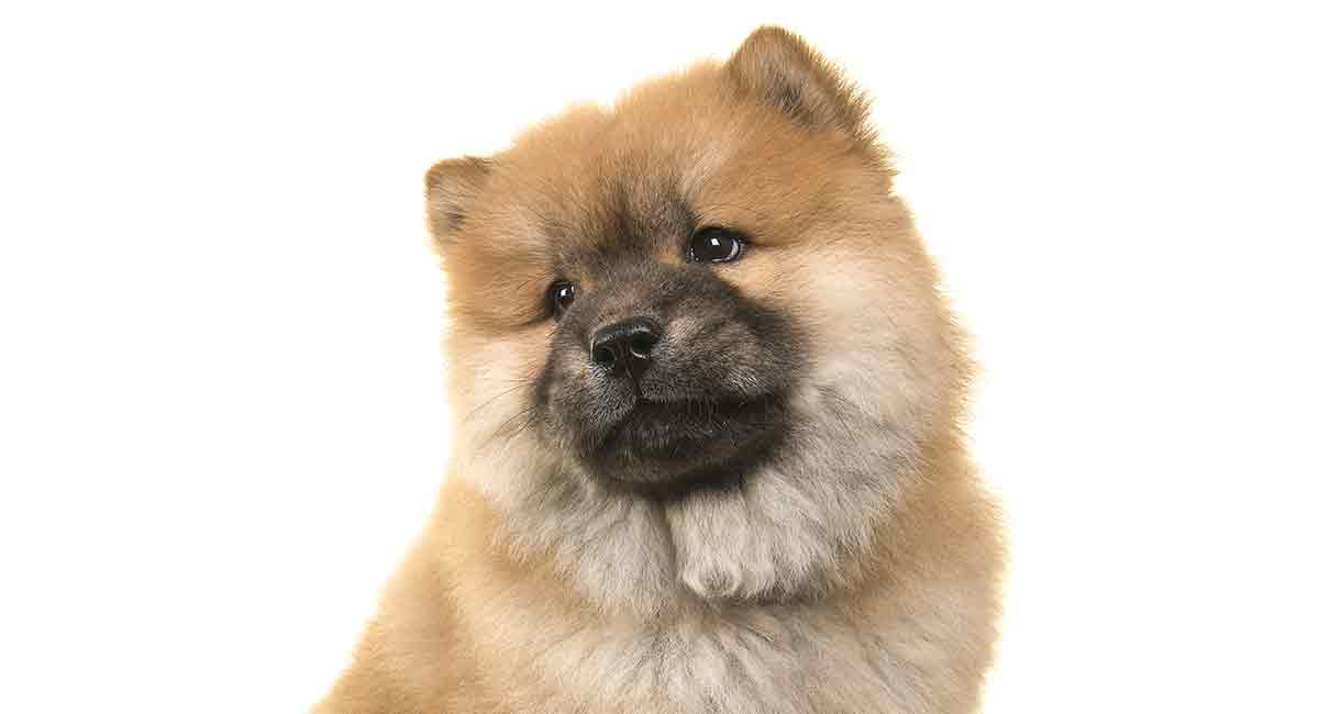 Miniature Chow Chow - Everything You Need To Know About This Fluffy Pup