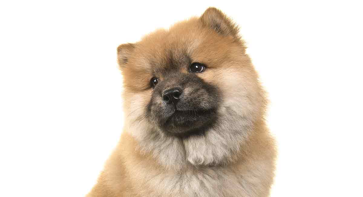 99+ White Mini Chow Chow Dog