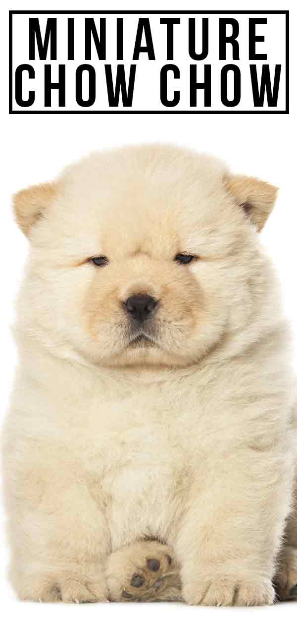 Miniature Chow Chow - Everything You 