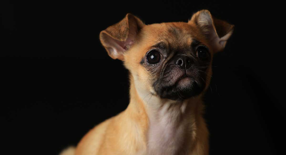 Pug Mixes - Is This The Hybrid You'll Fall In Love With?