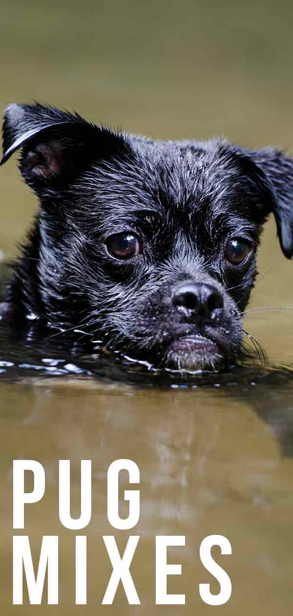 Pug Mixes - Is This The Hybrid You'll Fall In Love With?