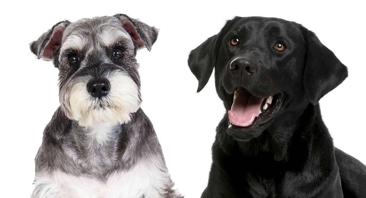 are schnauzer mixes hypoallergenic