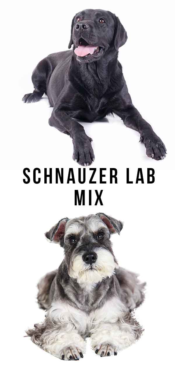 how big does a miniature schnauzer chiwawa