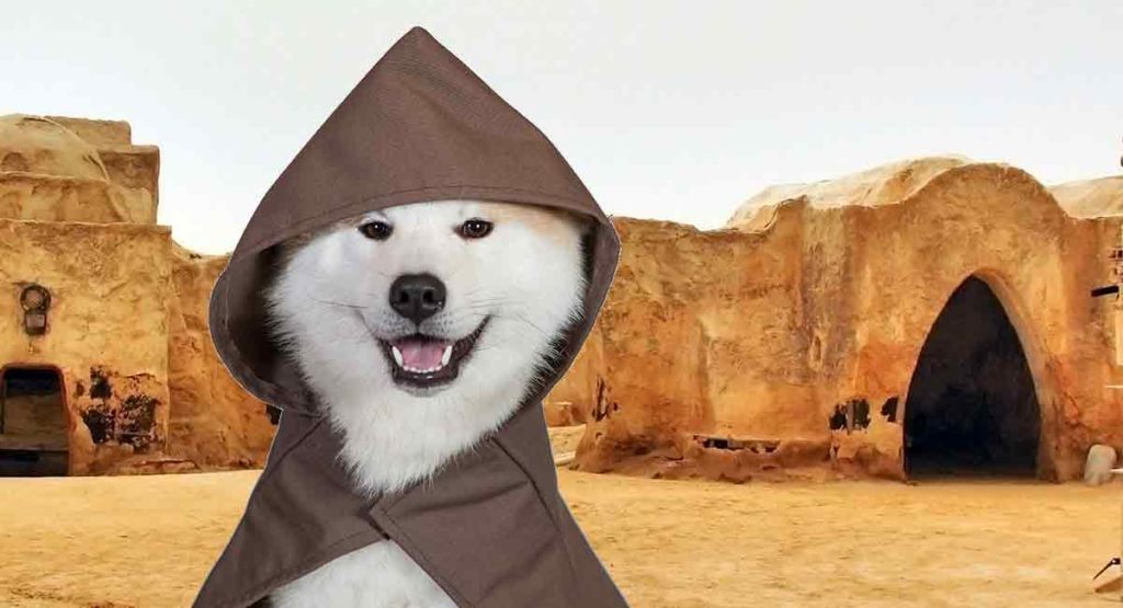 Star Wars Dog Names May the Paws Be With You