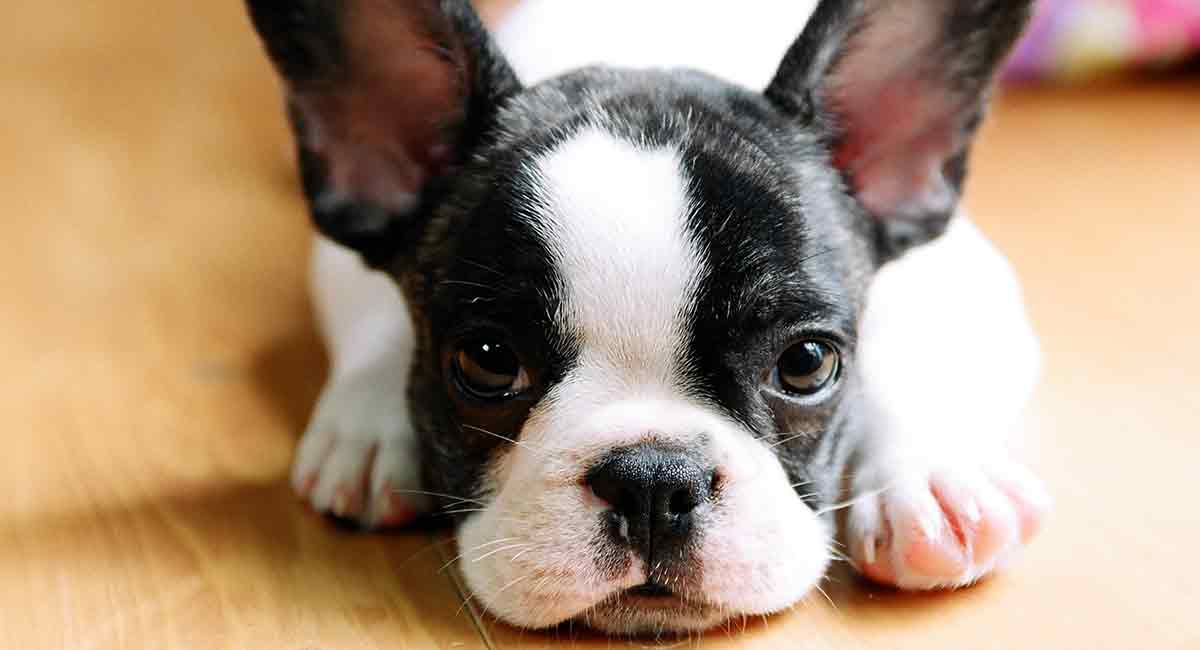 Gå ned Slibende vejledning Teacup Boston Terrier: What's This Tiny Dog Like?