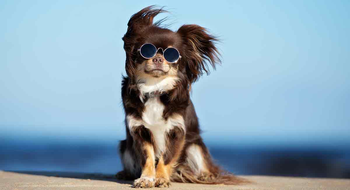 10501 Long Hair Chihuahua Images Stock Photos  Vectors  Shutterstock