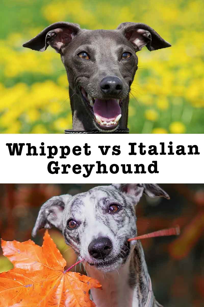 Which is better Whippet or Italian Greyhound.jpg