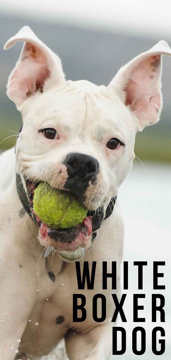 White Boxer Dog Pros And Cons Of Owning A White Boxer