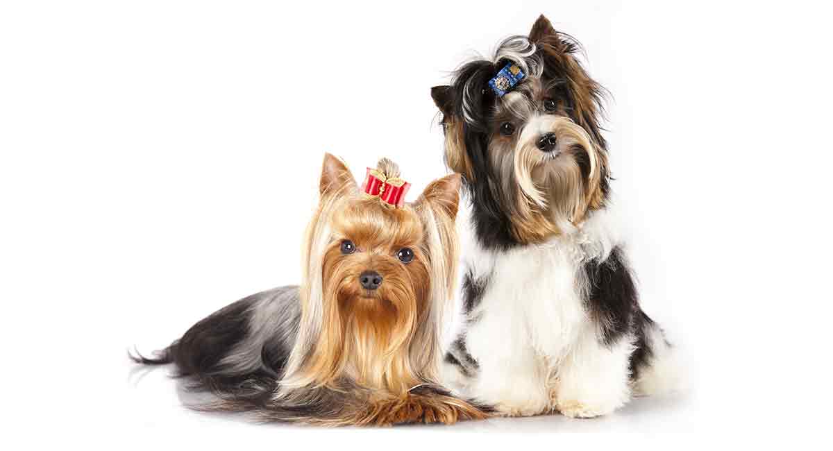 how does a yorkshire terrier puppies grow