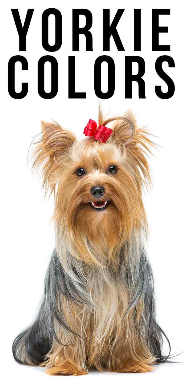 can yorkies stay black and tan