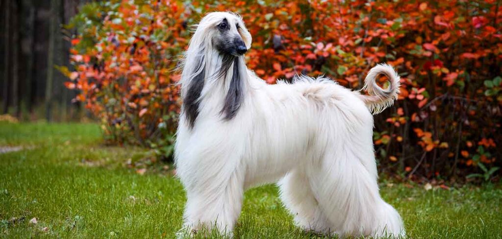 are afghan hounds disobedient