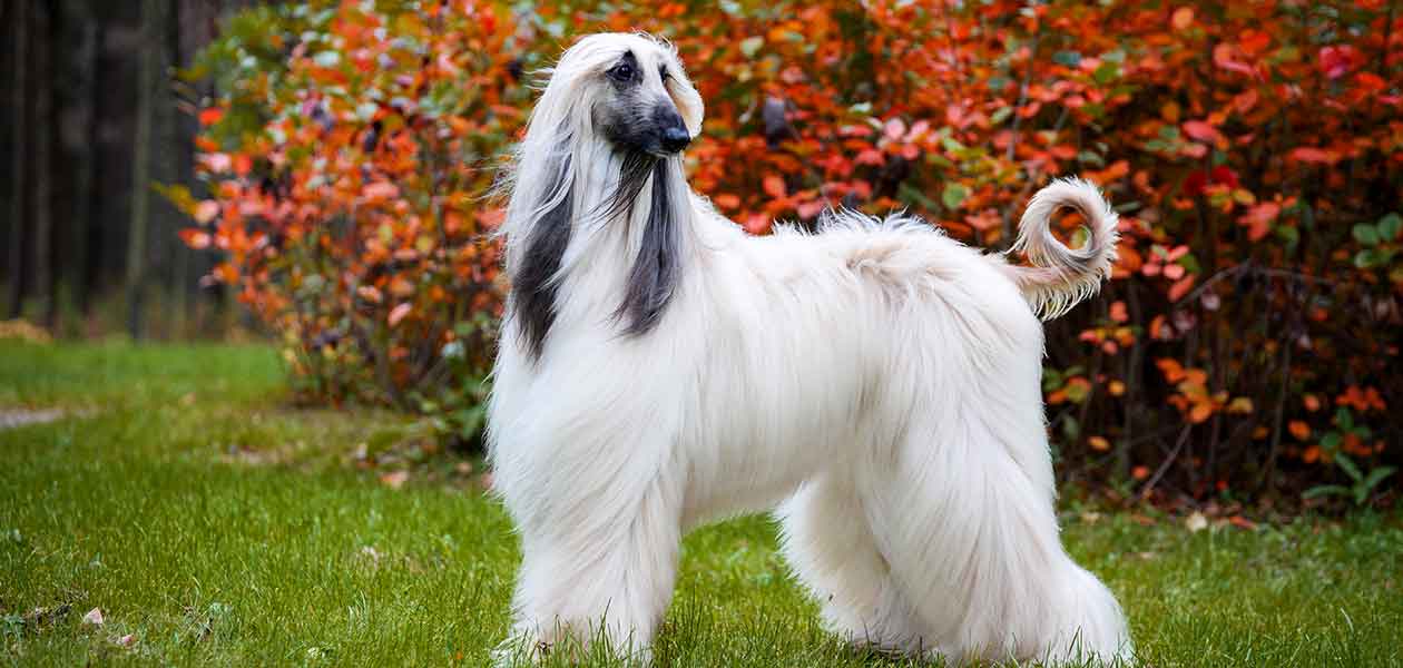 Fluffy store blonde dog