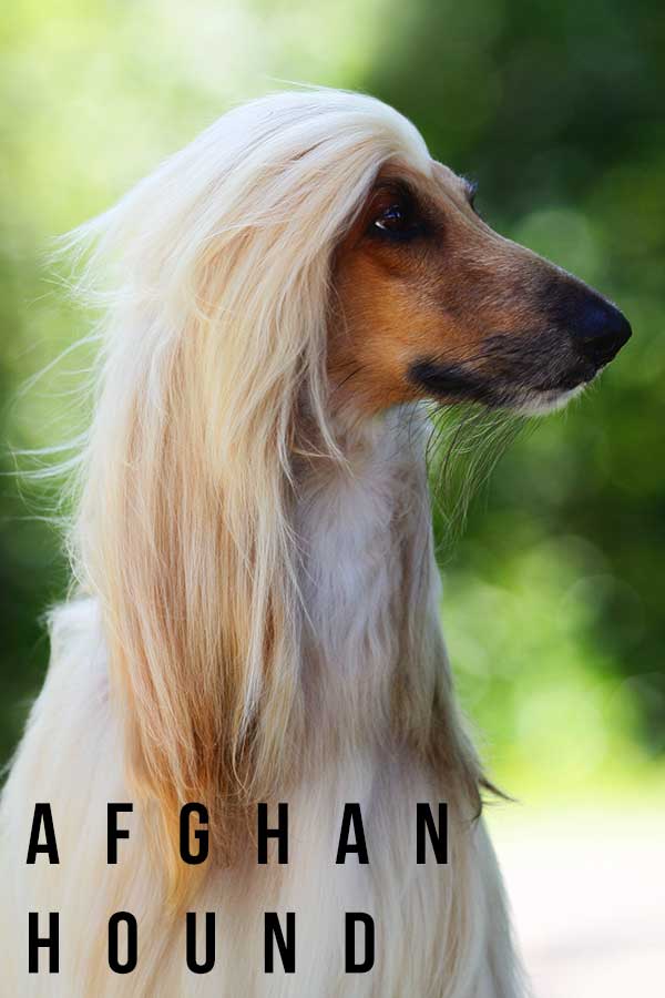 afghan hound shaved good or bad idea