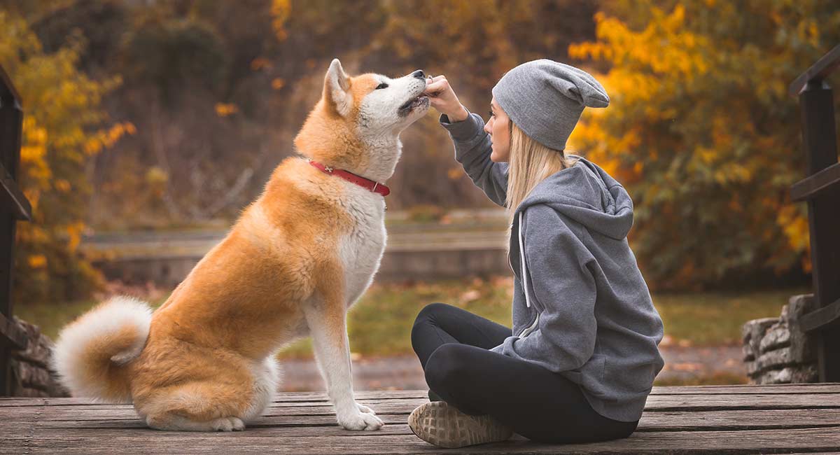 akita dog baby