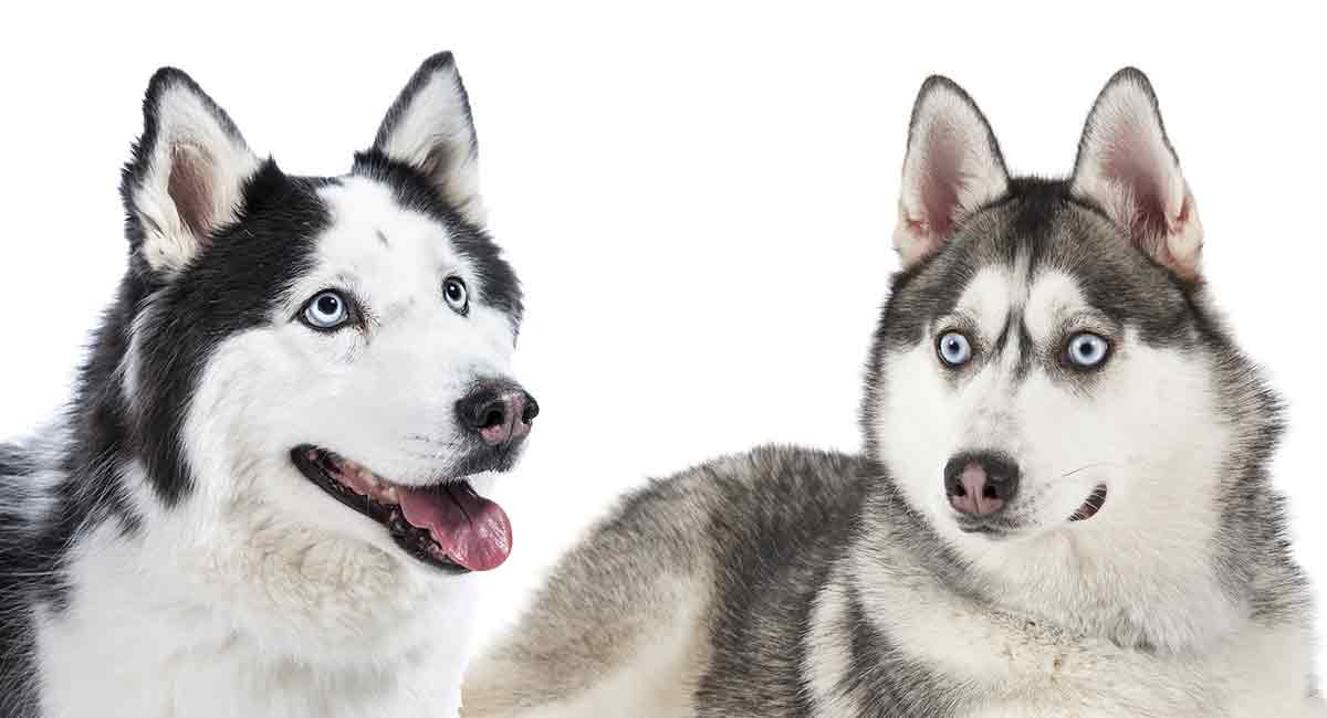 difference between husky and siberian husky