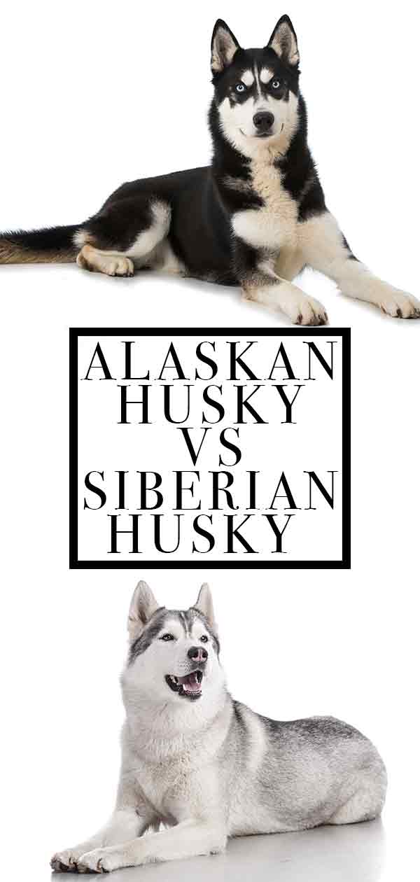 Husky de Alaska vs Husky siberiano