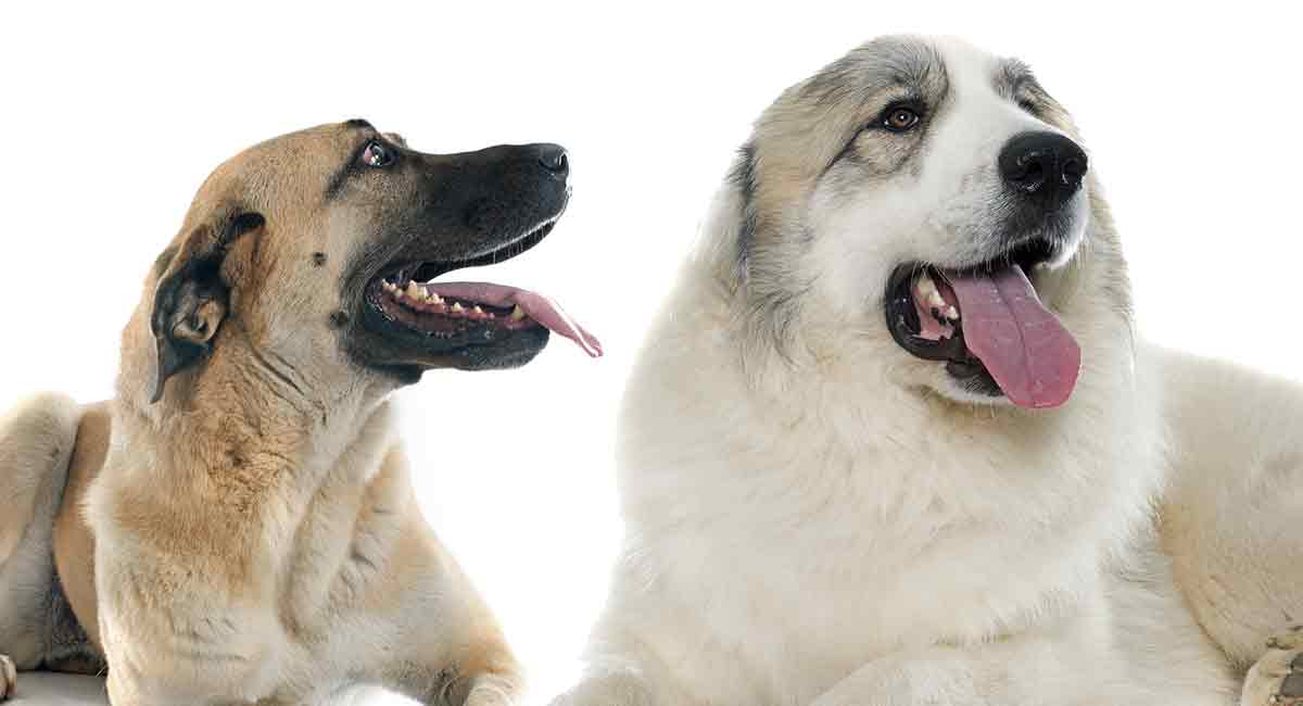 anatolian shepherd size comparison