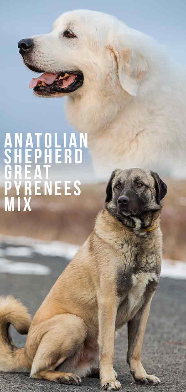 anatolian shepherd great pyrenees mix